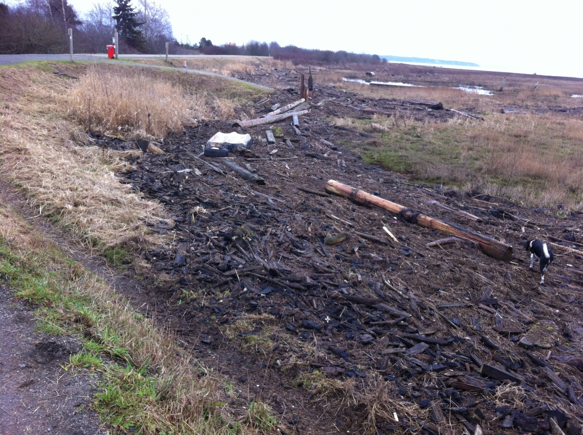 Boundary Bay Log Debris 2015-01-15.jpg