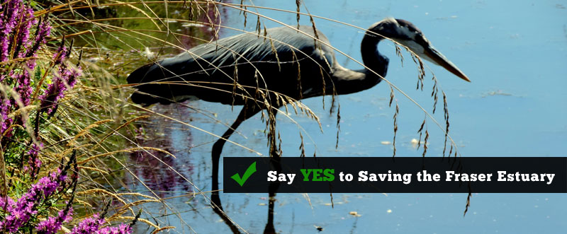 Say YES to Saving the Fraser Estuary