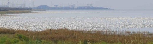 snow geese